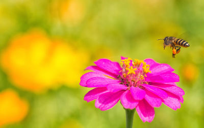 Close-up of bee pollinating on flower