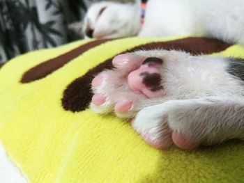 Close-up of cat sleeping