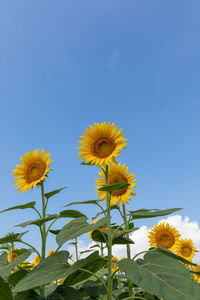 Low angle view of yellow flowering plant against clear sky