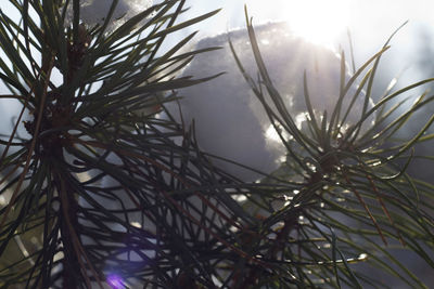 Close-up of frozen tree against sky