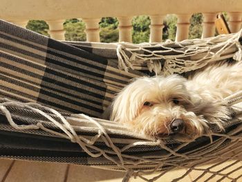 Portrait of dog relaxing in basket