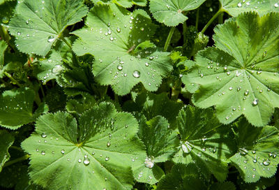 Close-up of raindrops on leaves