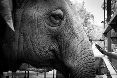 Close-up of elephant