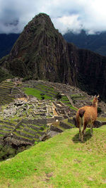 Photo taken in the andes archaeological site panoramic view