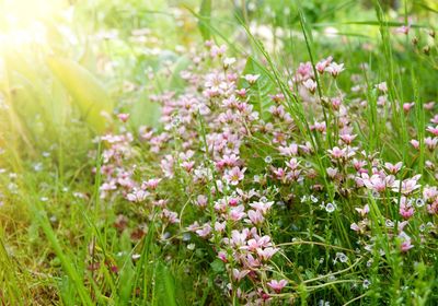 Close-up of pink flowering plants on field