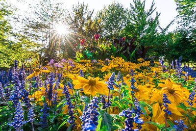 Close-up of fresh yellow flowers in park