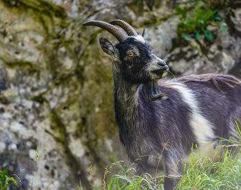 Close-up of a goat on the ground