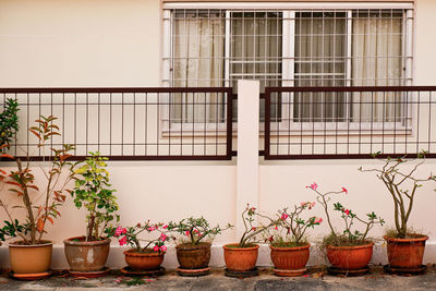 Potted plant against wall