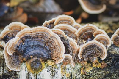 Close-up of mushrooms
