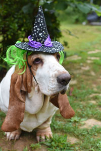 Portrait of dog wearing hat on field