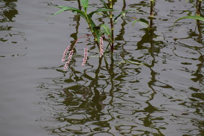 High angle view of plant in lake