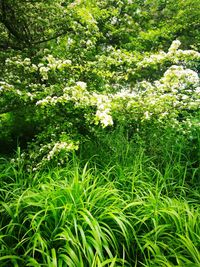 Close-up of flowering plants on field