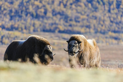 Musk oxes on mountain, norway.