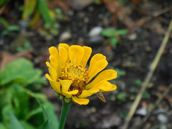 Close-up of yellow flowering plant on field