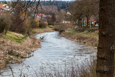 River flowing amidst trees in forest