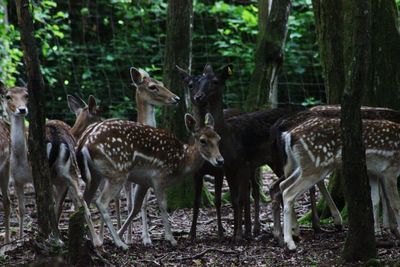 Deer standing in a forest