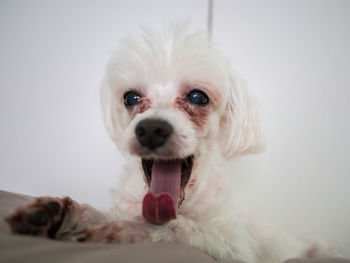Close-up portrait of white dog