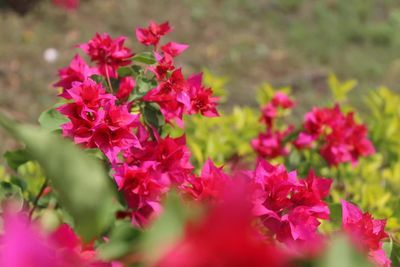 Close-up of pink flowering plants