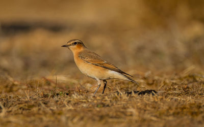 Bird perching on a field