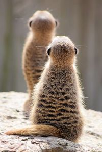 Rear view of meerkats on rock