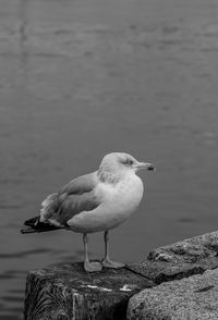 Close-up of seagull perching on lakeshore