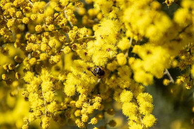 Close-up of insect on yellow flower