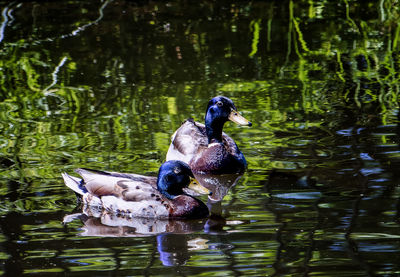 View of ducks swimming in lake