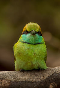 Close-up portrait of bird perching on branch