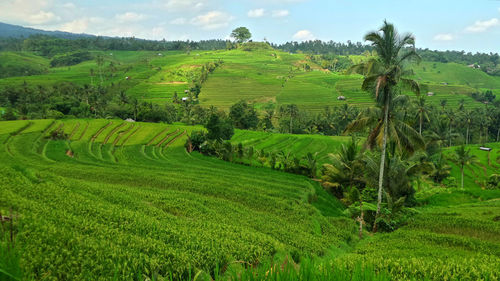 Scenic view of agricultural field against sky