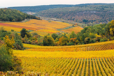 Scenic view of agricultural field. scenic view of vineyards on autumn. landscape vineyard 