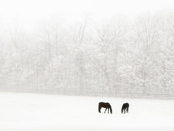 View of two horses on snow covered field