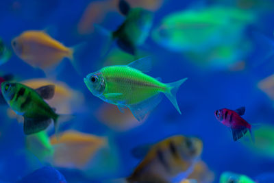 Close-up of fish swimming in  aquarium 