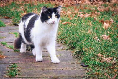 Portrait of cat on grass