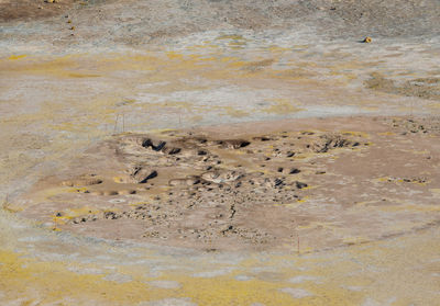 High angle view of crab on wet sand