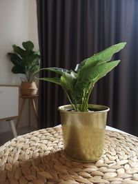 Close-up of potted plant on table at home