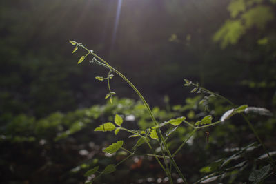 Close-up of plant against blurred background