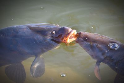 High angle view of fish in lake