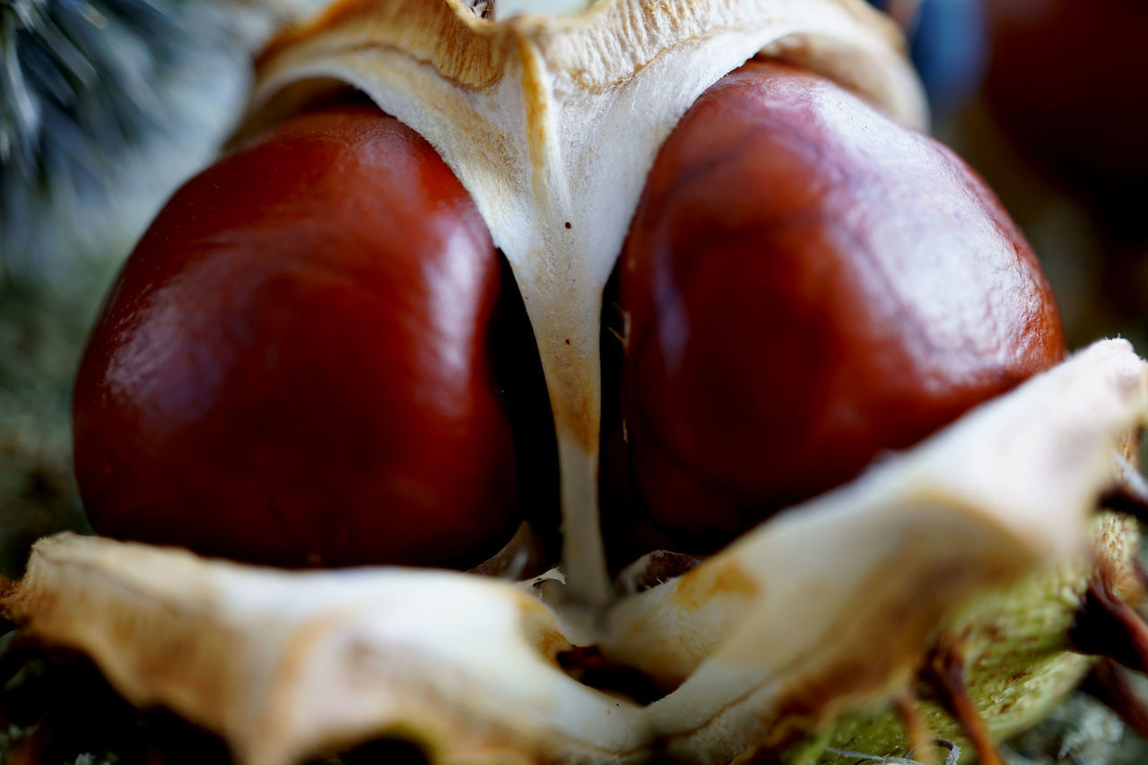 CLOSE-UP OF MUSHROOM GROWING IN PLANT