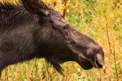 Close-up of moose