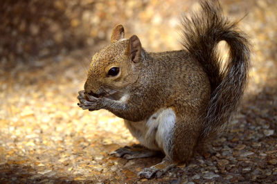 Grey squirrel latin name sciurus carolinensis