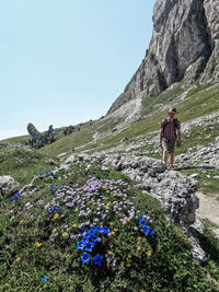 Hiker in the dolomites in spring, path through blooming alpine pastures, south tyrol, italy 