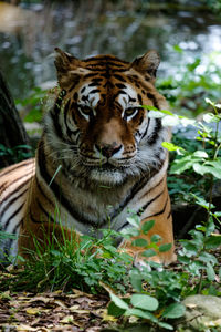 Portrait of tiger
