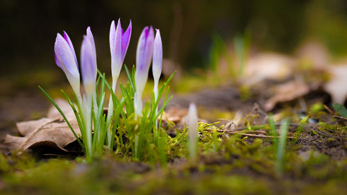 Close-up of purple crocus flowers on field