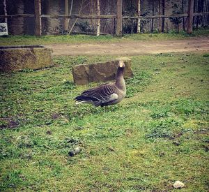 Bird on grass