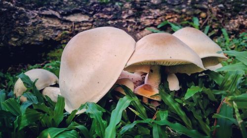 Close-up of mushroom growing in forest