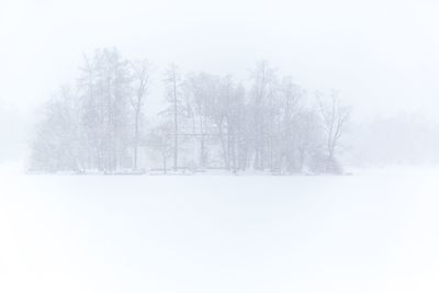 Close-up of snow covered trees against sky