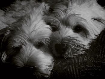 Dog looking at camera