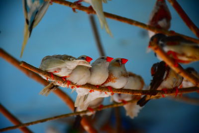 Close-up of bird perching on branch