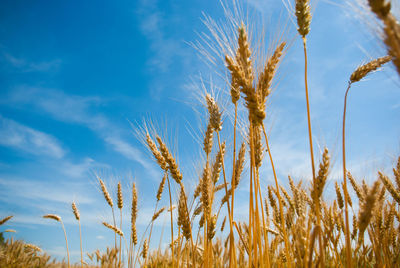 Wheat in field. agriculture, bread. summer