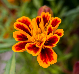 Close-up of flowers blooming outdoors